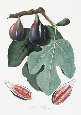 Fig Figus Carica From Pomo