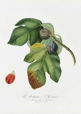 Fig Ficus Carica Sativa Fr