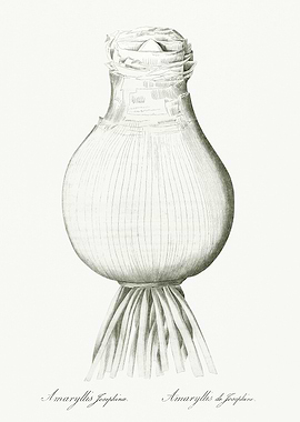 Les Liliacees 1805 HQ Orig