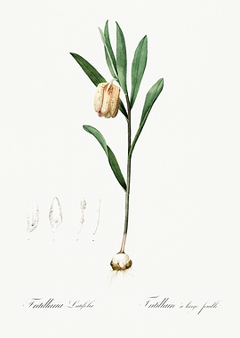 Les Liliacees 1805 HQ Orig