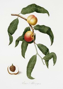 Pomona Italiana 1839HQOrig