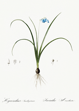 Les Liliacees 1805 HQ Orig