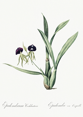 Les Liliacees 1805 HQ Orig