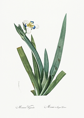 Les Liliacees 1805 HQ Orig