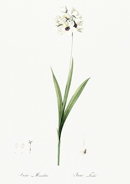 Les Liliacees 1805 HQ Orig