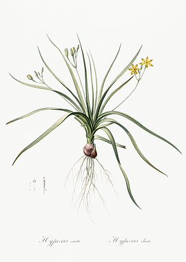 Les Liliacees 1805 HQ Orig