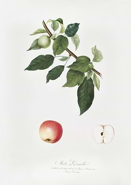 Apple Malus Pumila From Po