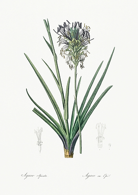 Les Liliacees 1805 HQ Orig