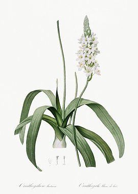 Les Liliacees 1805 HQ Orig