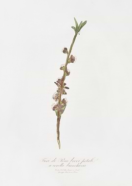 Peach Flower Prunus Persic