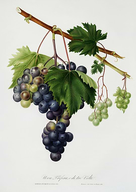 Pomona Italiana 1839HQOrig