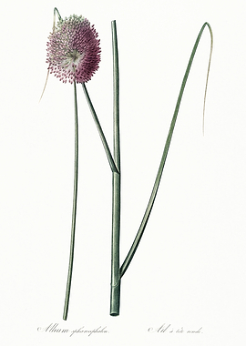 Les Liliacees 1805 HQ Orig