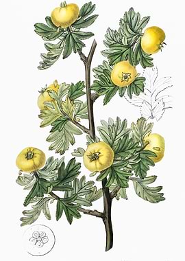 TansyLeaved Thorn Poster