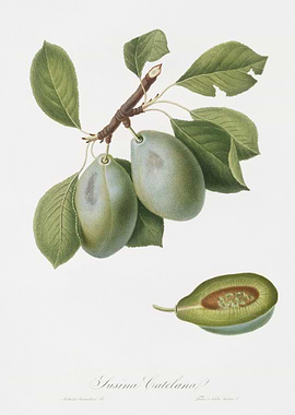 Plum Prunus Catalanica Fro