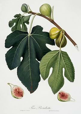 Pomona Italiana 1839HQOrig