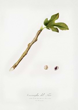 Pomona Italiana 1839HQOrig