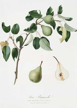 Pear Pyrus Mendax From Pom