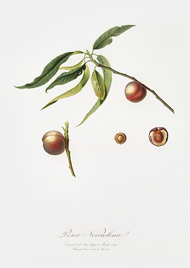 Peach Prunus Persica From
