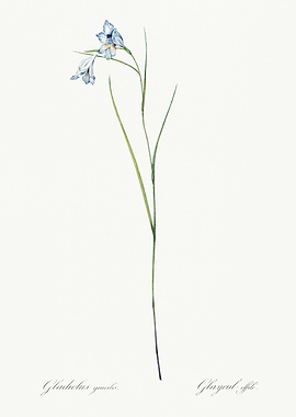 Les Liliacees 1805 HQ Orig