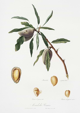 Almond Guscio Tenero From