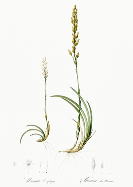 Les Liliacees 1805 HQ Orig