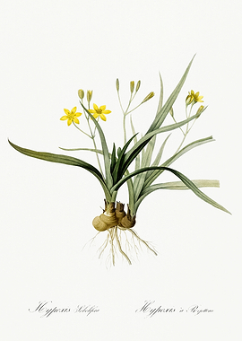 Les Liliacees 1805 HQ Orig