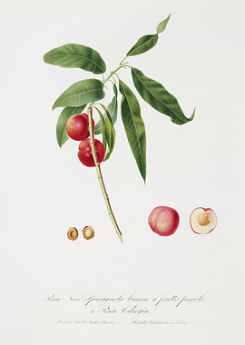 Apricot Pesca Ciliegia Fro