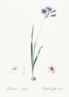 Les Liliacees 1805 HQ Orig