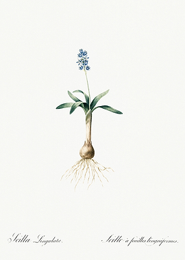 Les Liliacees 1805 HQ Orig