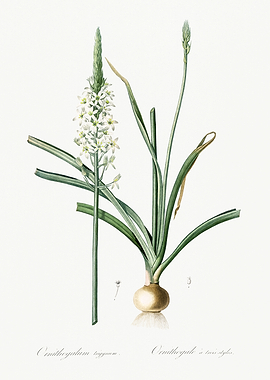 Les Liliacees 1805 HQ Orig