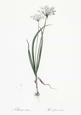 Les Liliacees 1805 HQ Orig