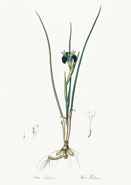 Les Liliacees 1805 HQ Orig