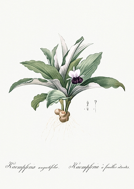 Les Liliacees 1805 HQ Orig