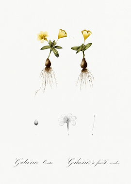 Les Liliacees 1805 HQ Orig