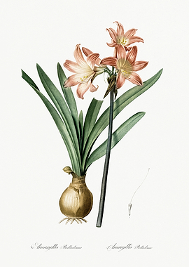 Les Liliacees 1805 HQ Orig