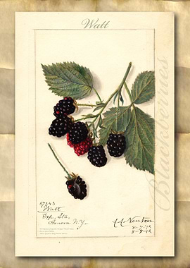 Blackberry watercolor