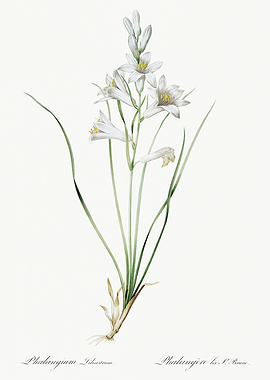 Les Liliacees 1805 HQ Orig