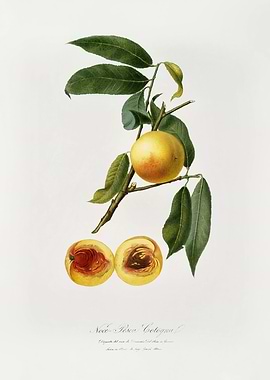Pomona Italiana 1839HQOrig