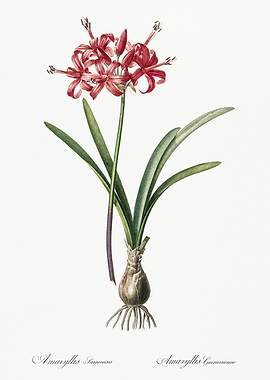 Les Liliacees 1805 HQ Orig