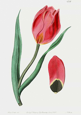 SunS Eye Tulip Poster