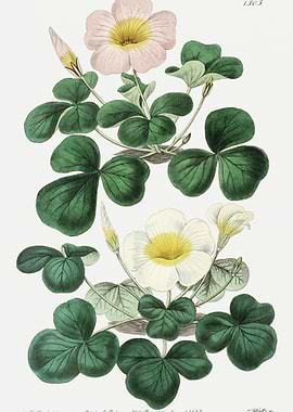 Oxalis In Pink And White P