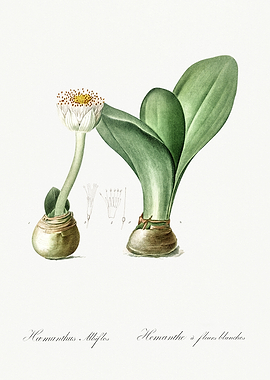 Les Liliacees 1805 HQ Orig