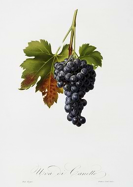 Pomona Italiana 1839HQOrig