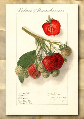 Strawberries watercolor