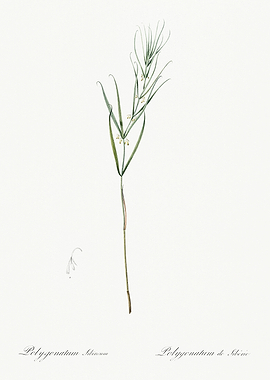 Les Liliacees 1805 HQ Orig