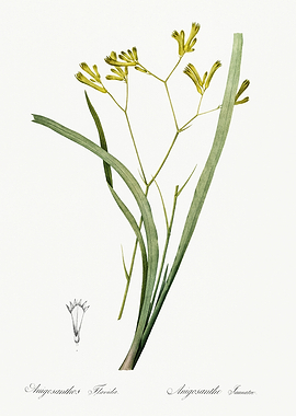 Les Liliacees 1805 HQ Orig