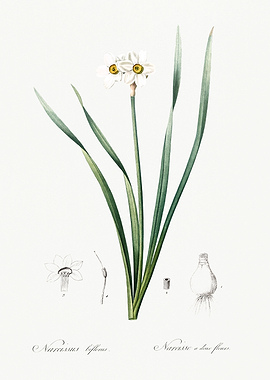 Les Liliacees 1805 HQ Orig