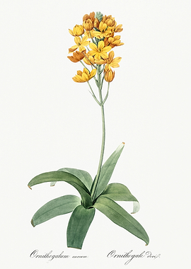 Les Liliacees 1805 HQ Orig