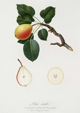 Pomona Italiana 1839HQOrig