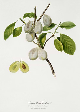 Pomona Italiana 1839HQOrig